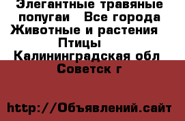 Элегантные травяные попугаи - Все города Животные и растения » Птицы   . Калининградская обл.,Советск г.